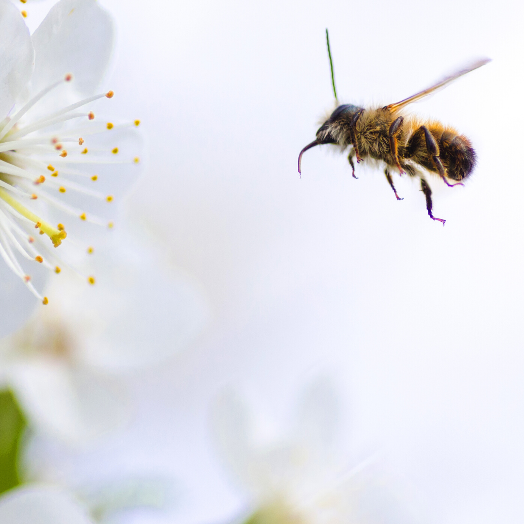 zdjęcie pszczoły