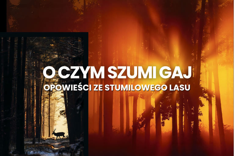 o czym szumi gaj